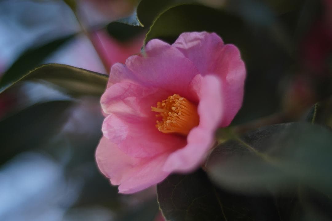 03_KERN MACRO SWITAR 50mm1.8 アルパ用マクロスイター