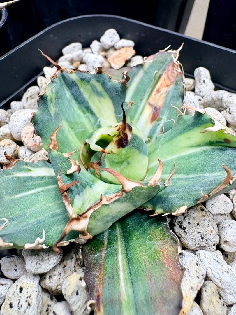 T*k様 12/19まで アガベ チタノタ 悪魔くん錦 総散り斑 プラステラ15