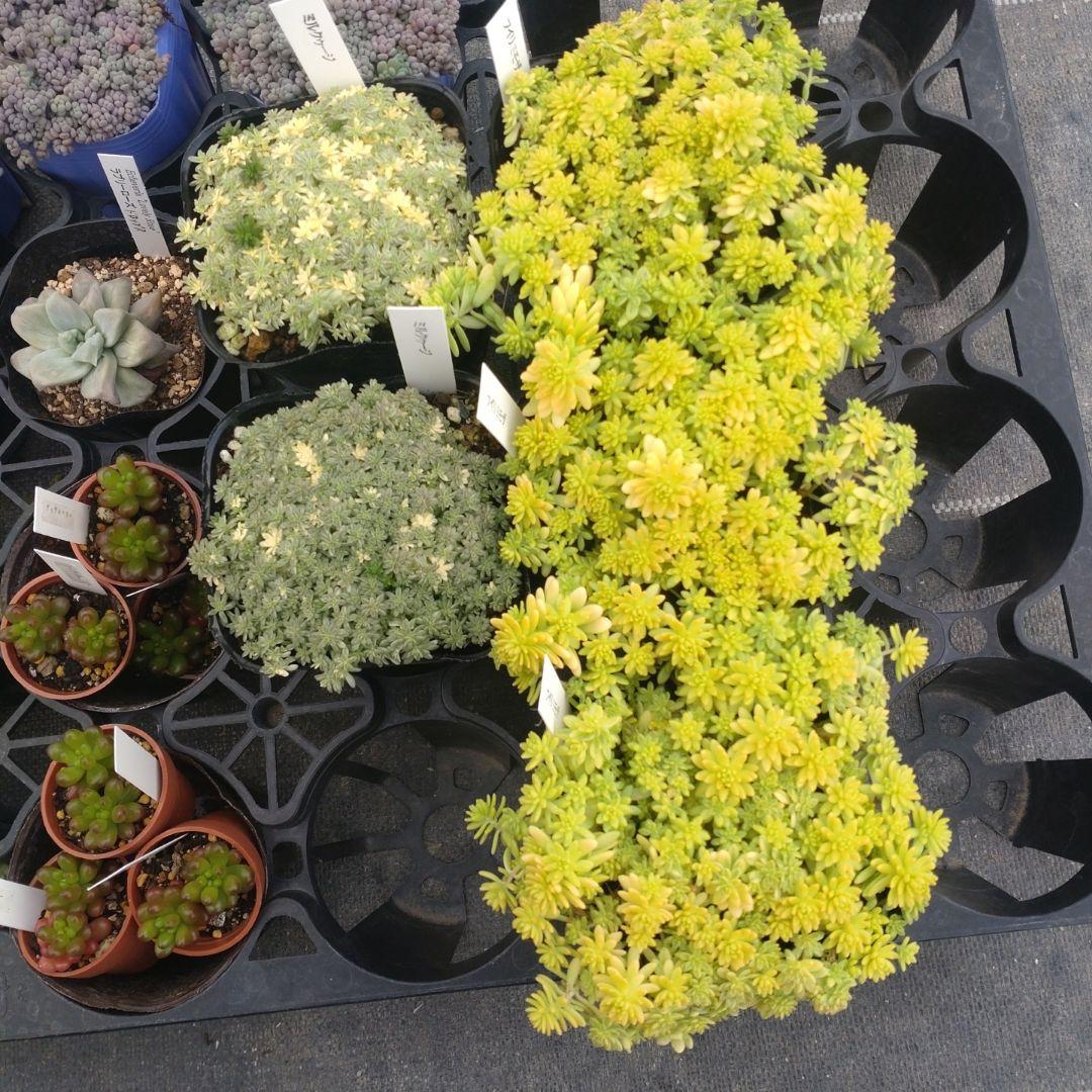 ✿Mi_Hi☘さん専用