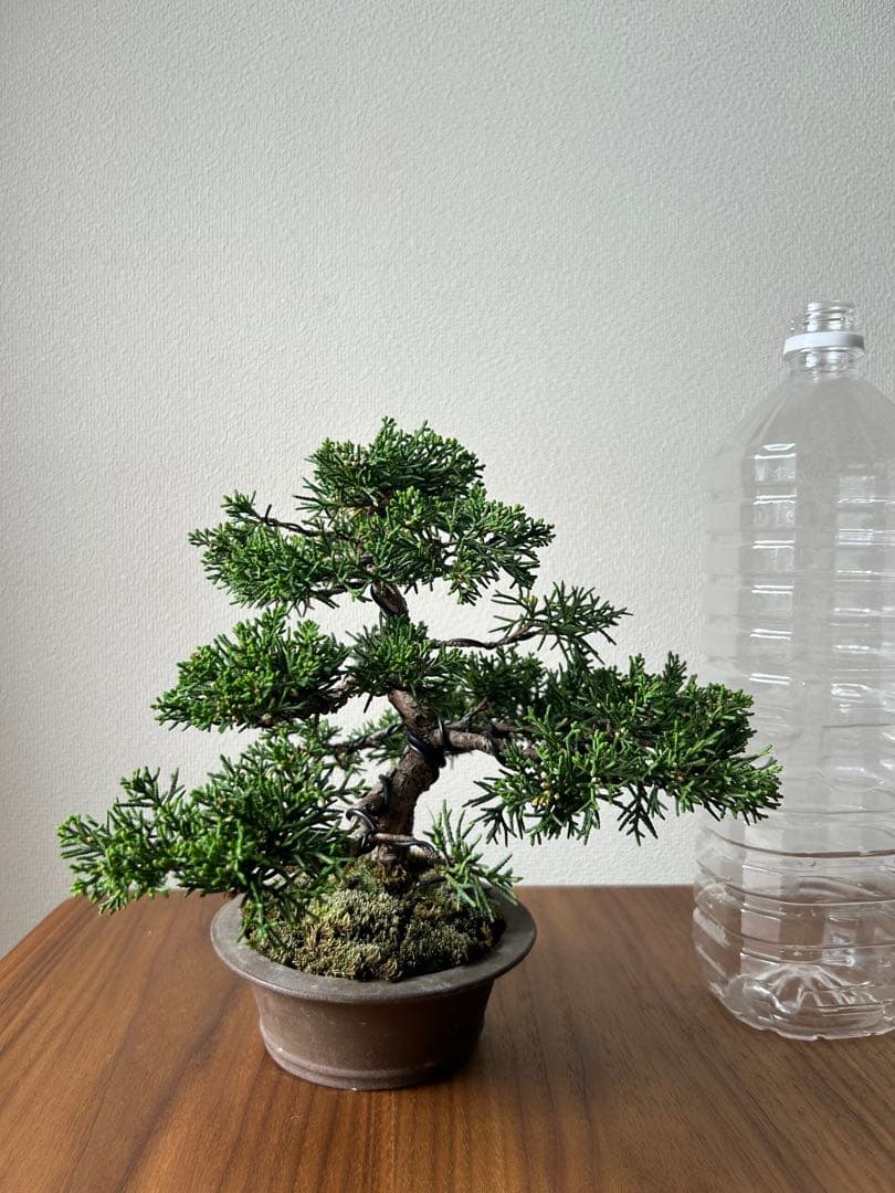 糸魚川真柏　盆栽　真柏