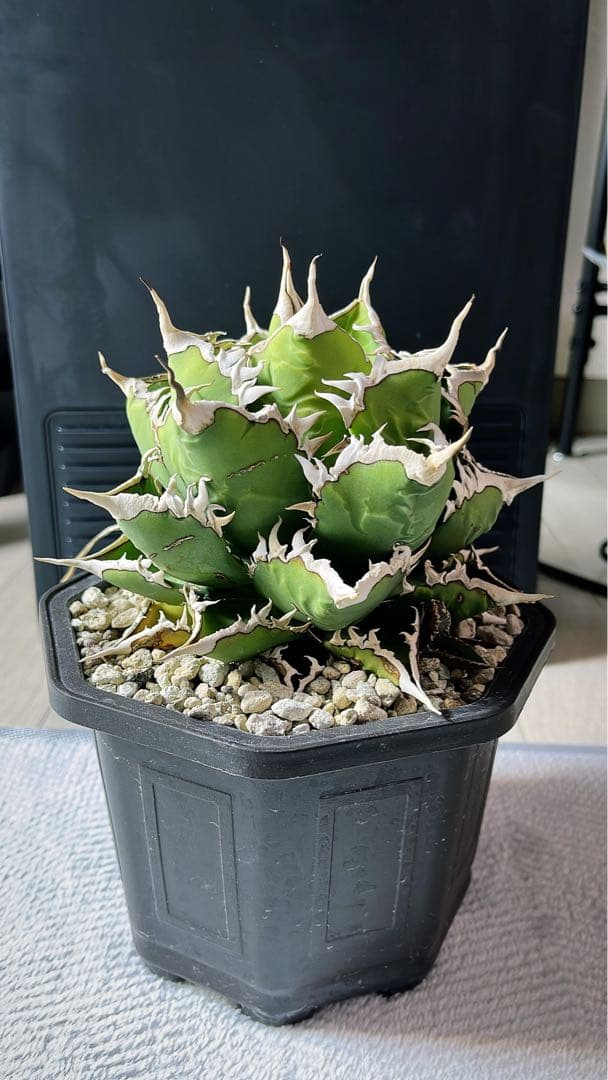 アガベ チタノタ 海王 親株 抜き苗 5号鉢　子株付き