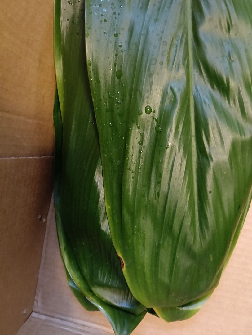 冬季限定価格★本物 ティーリーフ 80枚★フラダンス用スカートやレイ60cm前後