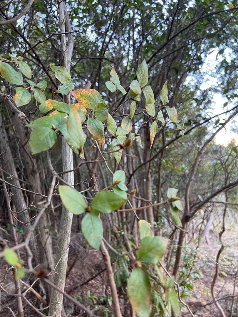 現品　ミツバツツジ　株立　特大苗　2.2mほど　山採り
