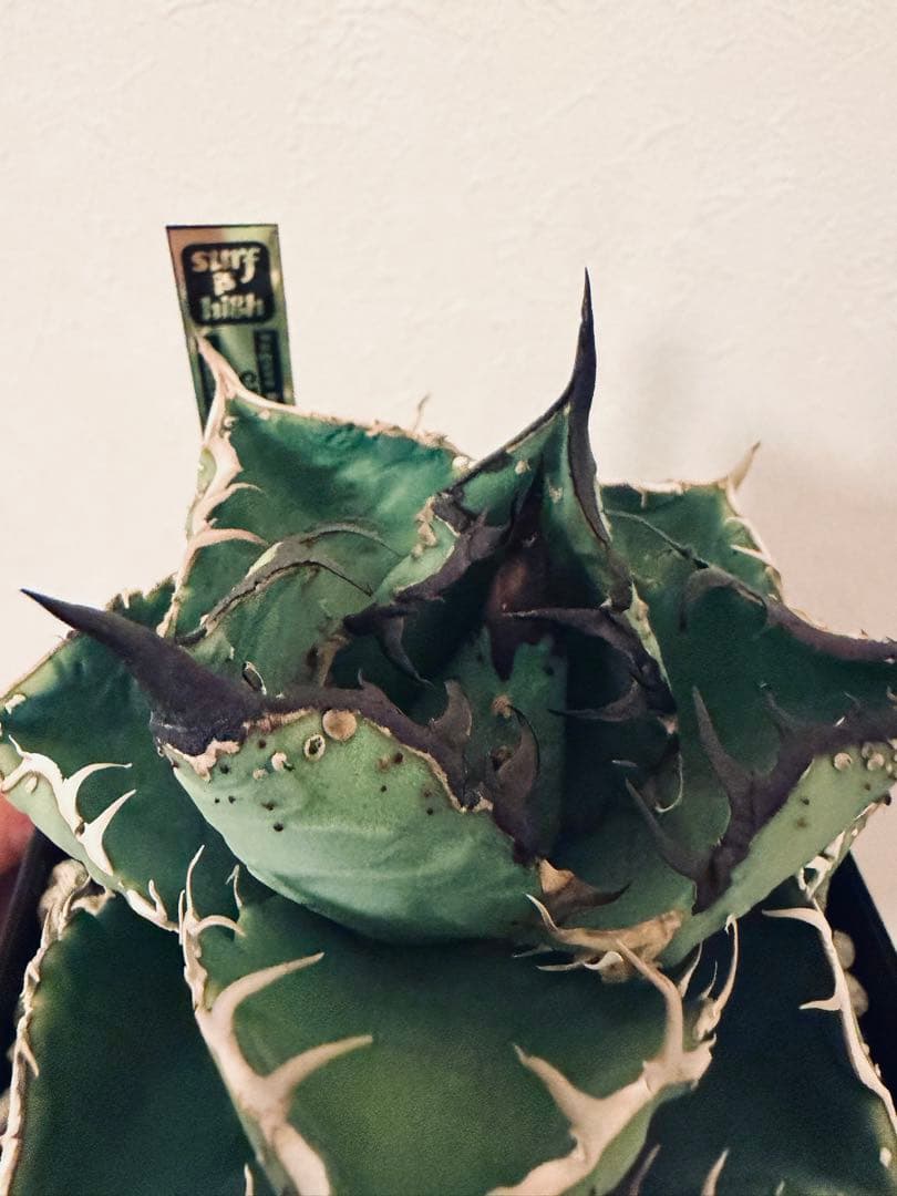 アガベチタノタ　親株出品　ブツブツSSS/真麻花龍、ivoryWA、冰雹