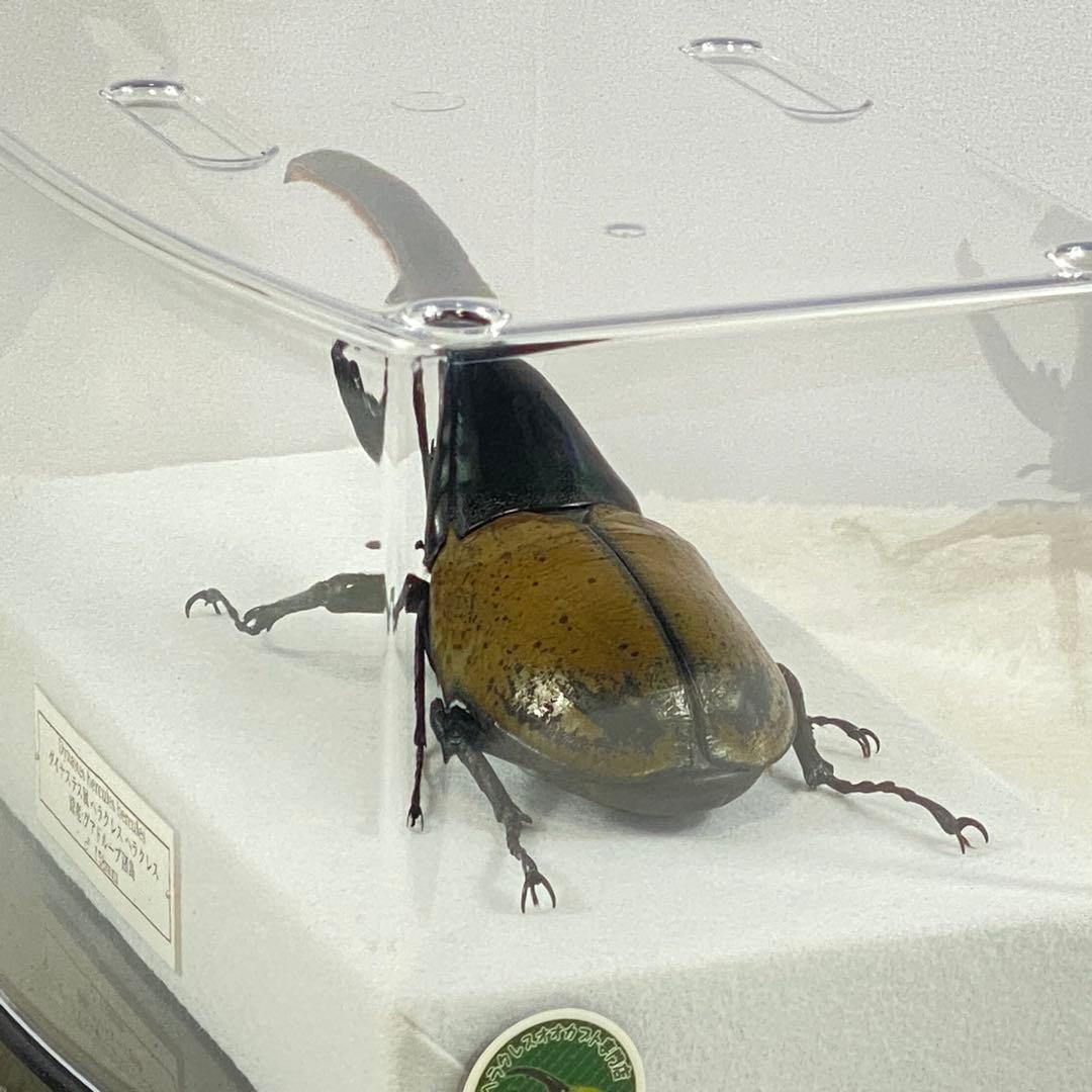 【大型】ヘラクレスオオカブト（ヘラクレス）のオブジェ（標本）