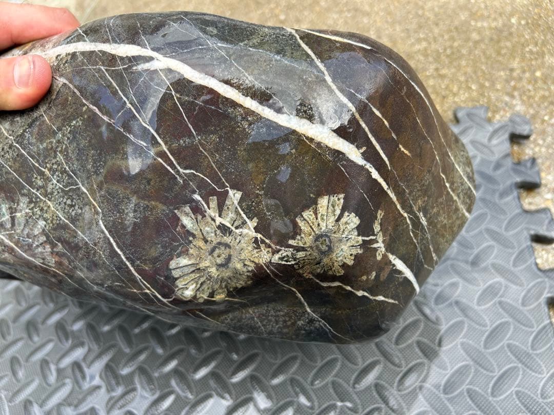 つくばい 菊花石 25kg 鑑賞石 水石 天然石 自然石 盆石