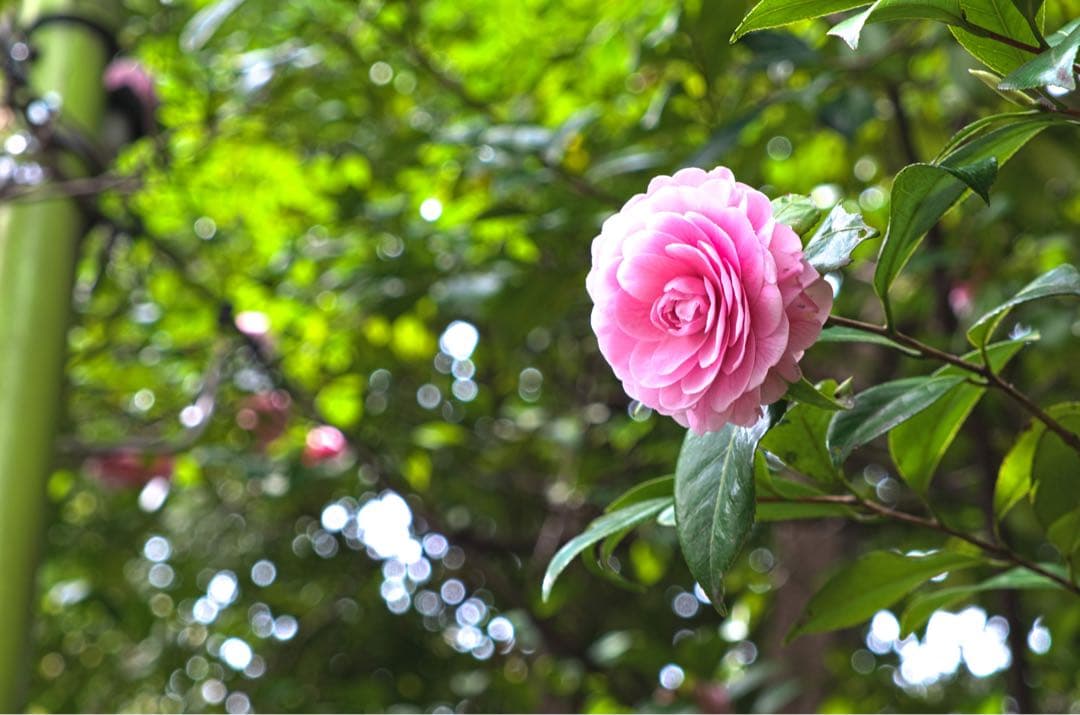 FUJIFILM X-T30 レンズセット　純正の予備バッテリー付き