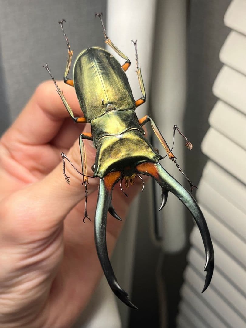 【94mm】エラフスホソアカクワガタ Cyclommatus 本 標本 甲虫