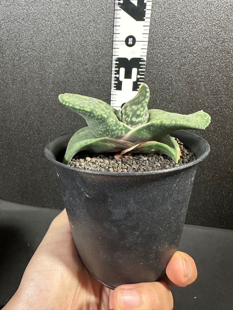 お問い合わせ苗　確認用