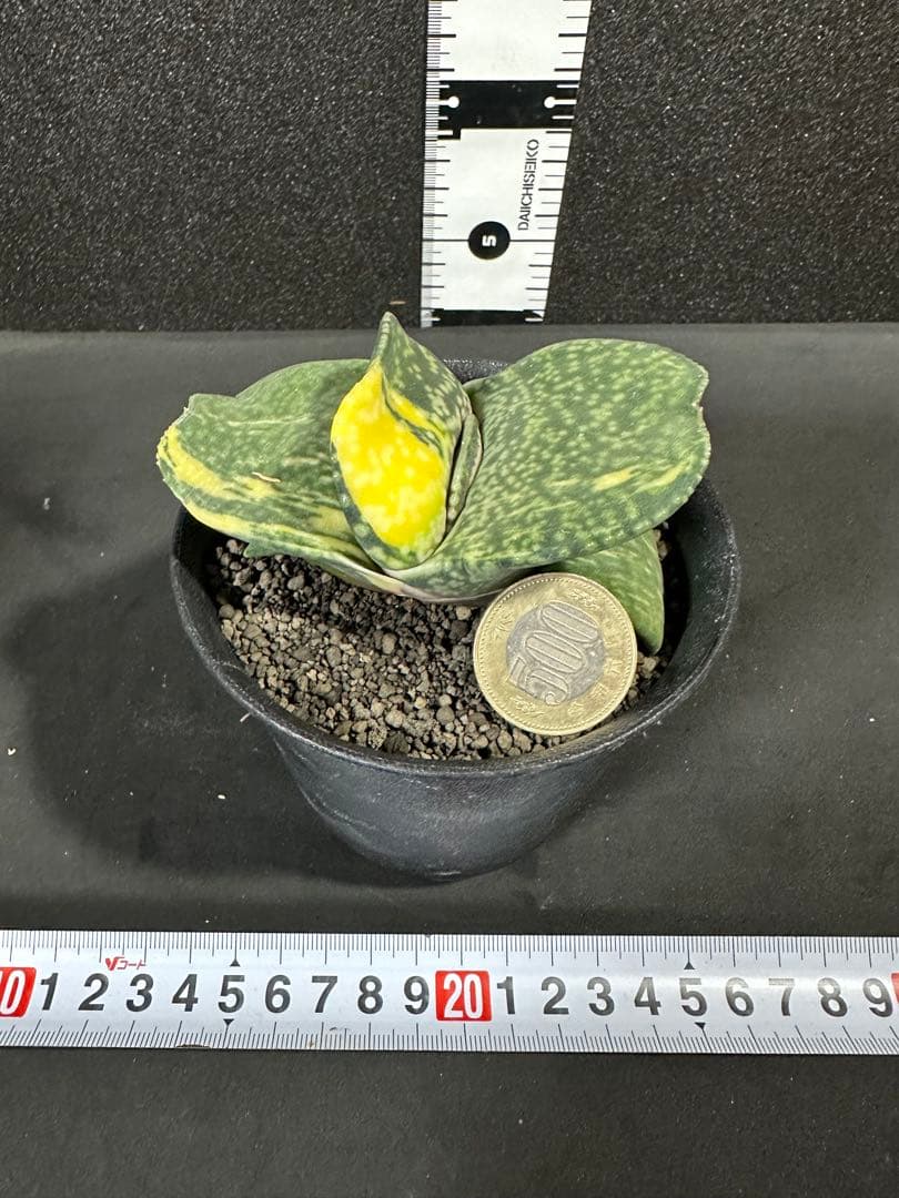 お問い合わせ苗　確認用