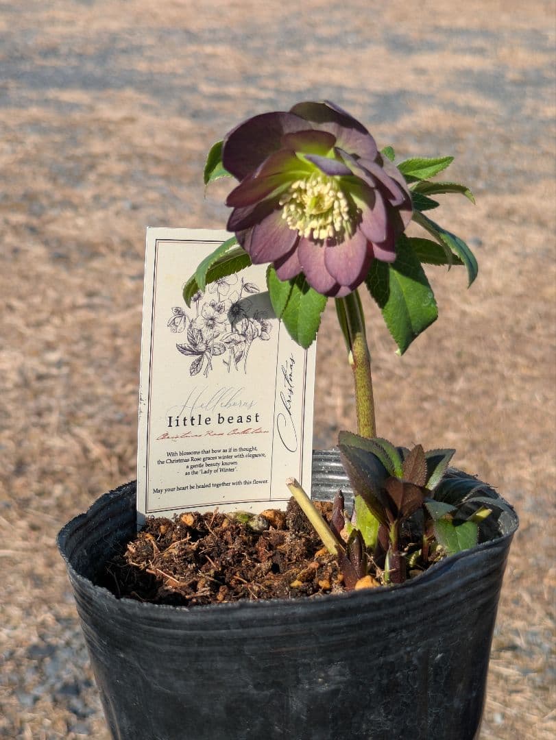 極美・原種交配｜クリスマスローズ リトルビースト ムルチフィダス系 開花株