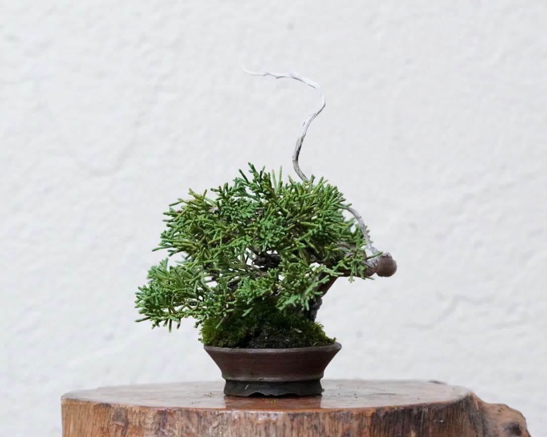 「亦盆栽」糸魚川真柏 小品盆栽