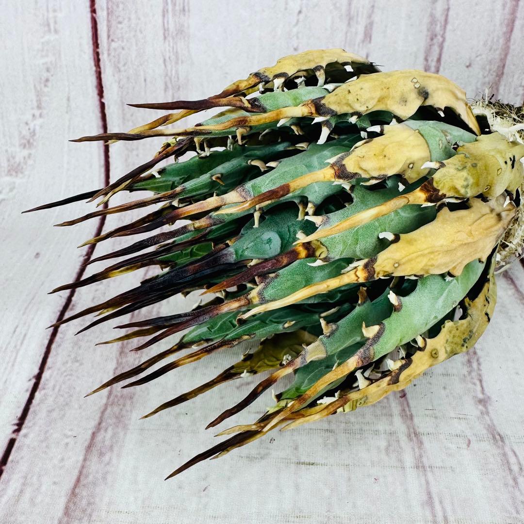 799 アガベ ユタエンシス エボリスピナ ブラックスパイン 陽炎