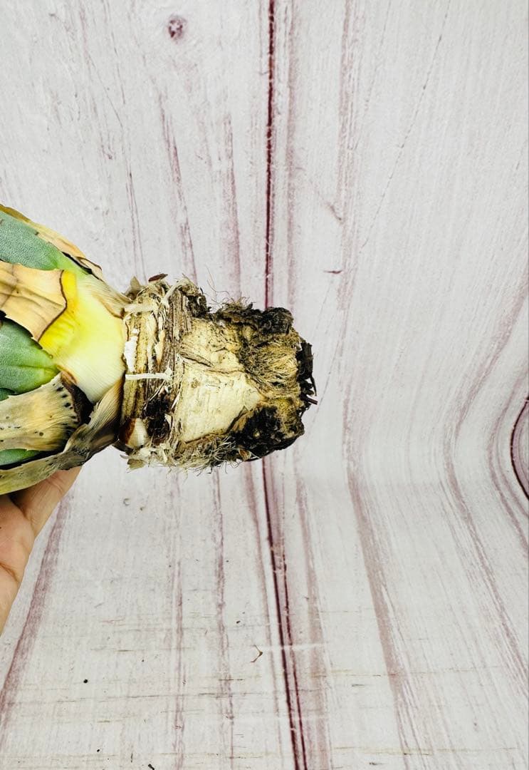 799 アガベ ユタエンシス エボリスピナ ブラックスパイン 陽炎