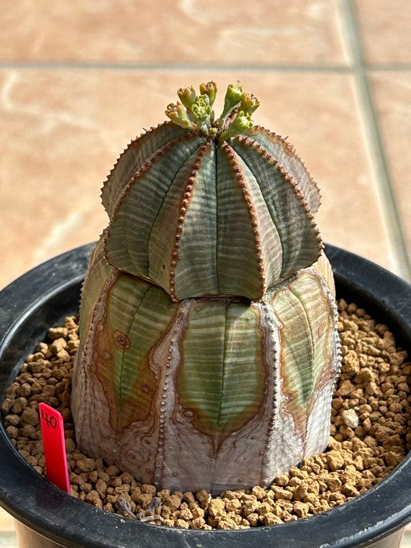 ユーフォルビア　オベサ