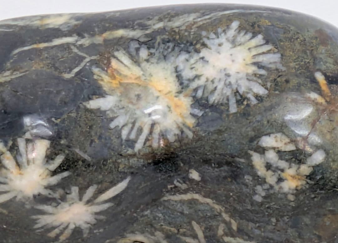 T*n様 菊花石　モスグリーン母岩に白の小花　根尾 鑑賞石 水石 自然石　紫檀台