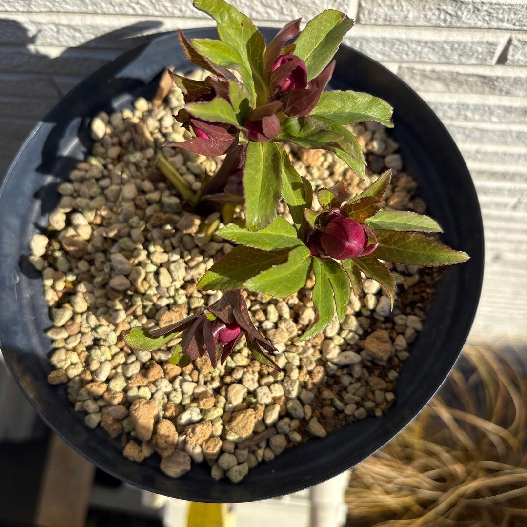 ま*い様 クリスマスローズ　蕾多数　ピンク