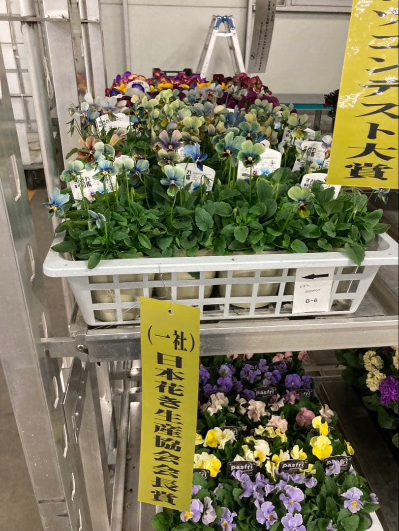 R*U様 すみれ図鑑　ビオラ　青緑　S-1