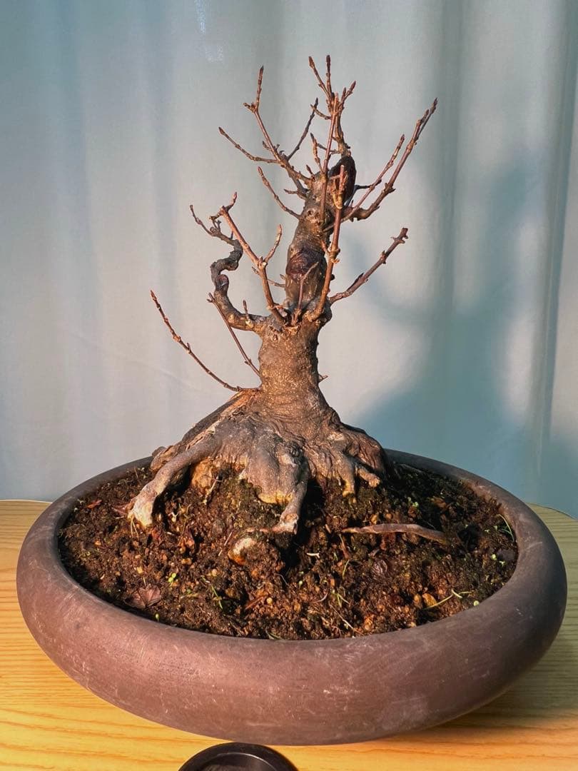 カエデ　将来有望根張り凄いです。