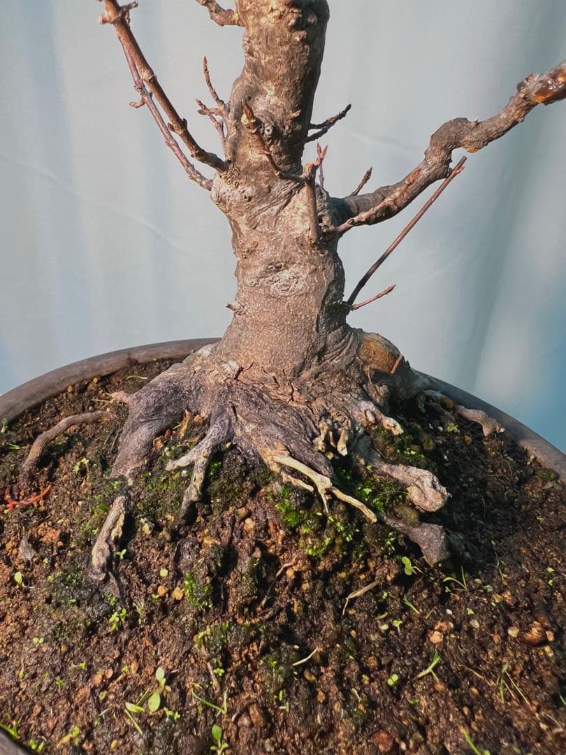 カエデ　将来有望根張り凄いです。