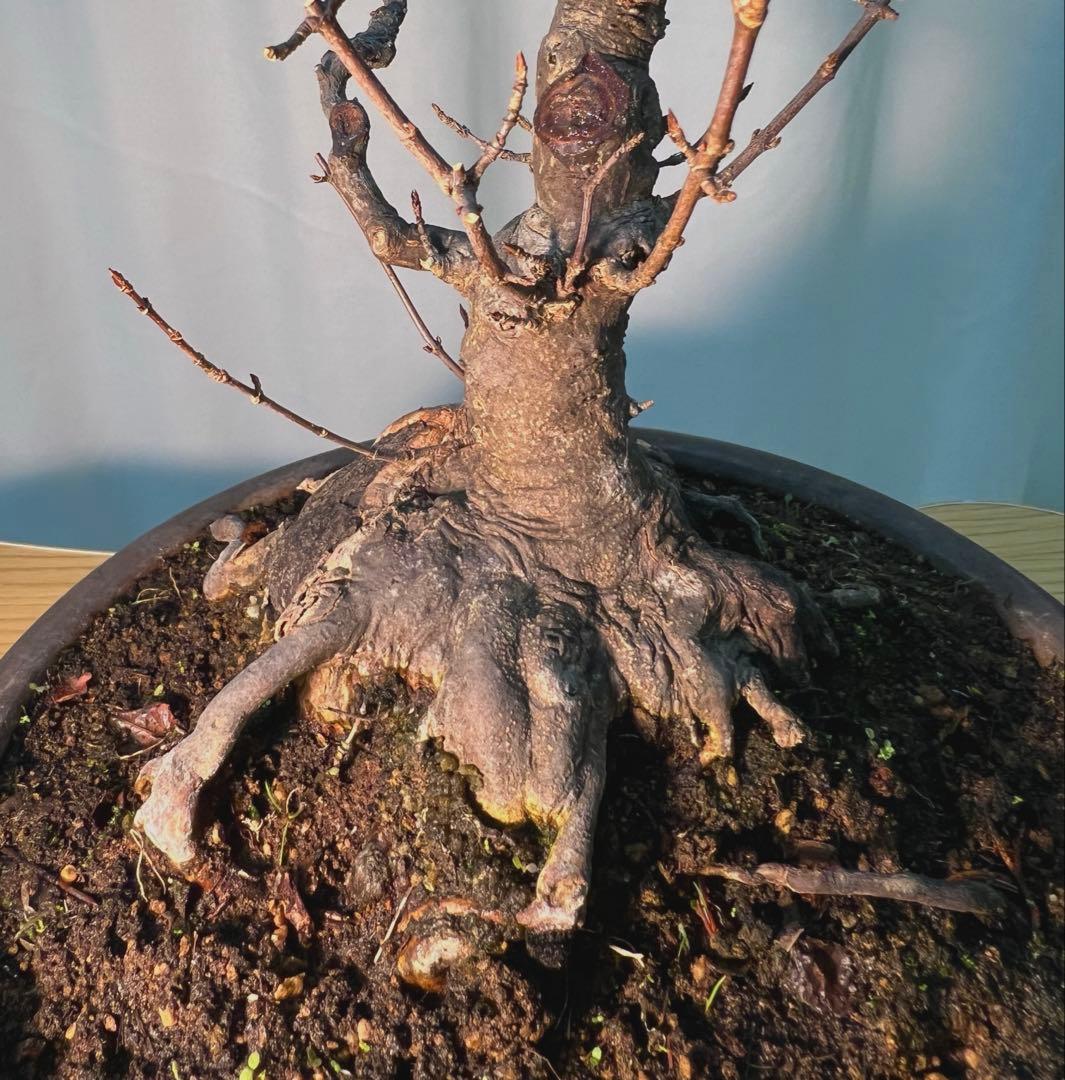 カエデ　将来有望根張り凄いです。