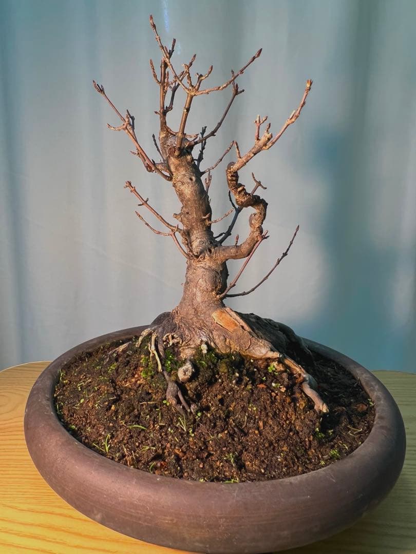 カエデ　将来有望根張り凄いです。