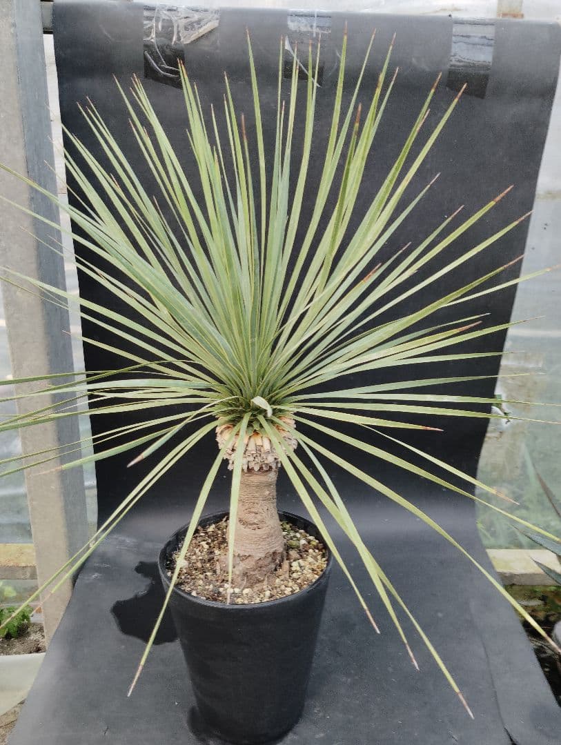 o*要様 ユッカ　ロストラータ