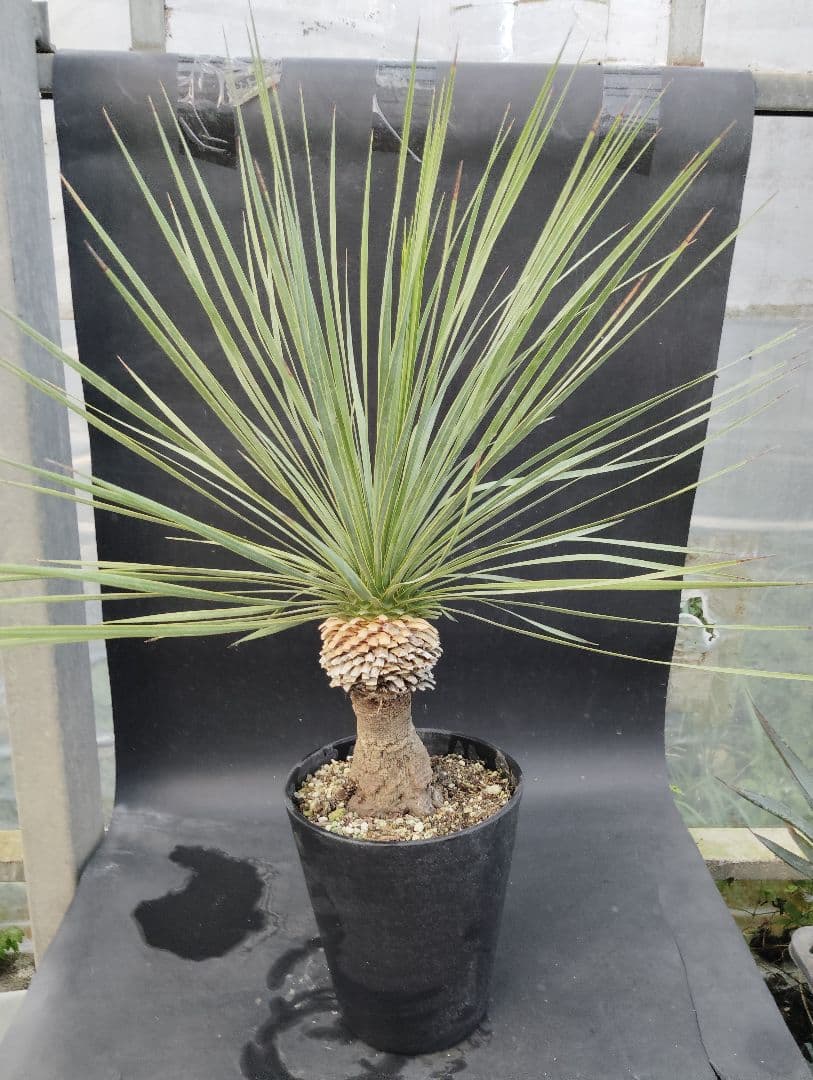 o*要様 ユッカ　ロストラータ