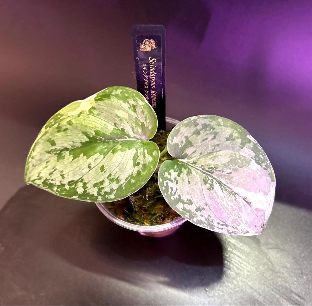 スキンダプサス ケンカナ 【レア】 スキンダプサ　ニルマラ　セット　L5