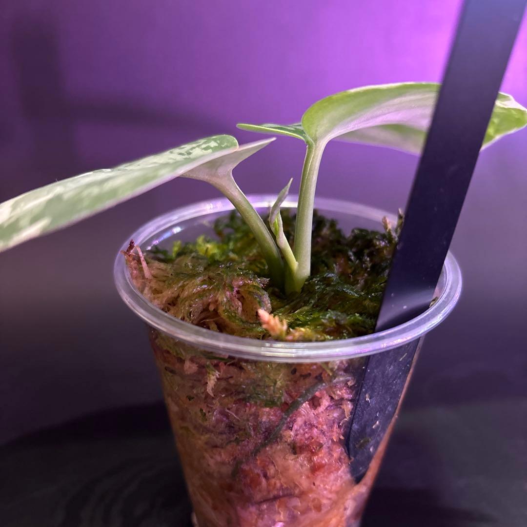 スキンダプサス ケンカナ 【レア】 スキンダプサ　ニルマラ　セット　L5