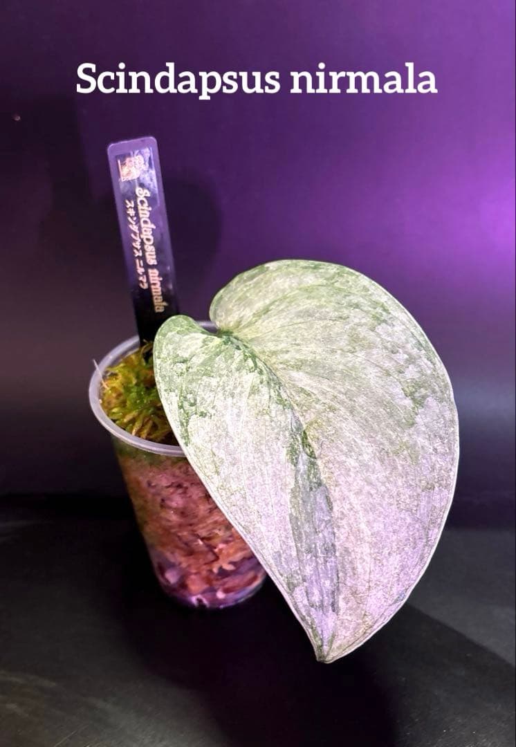 スキンダプサス ケンカナ 【レア】 スキンダプサ　ニルマラ　セット　L5