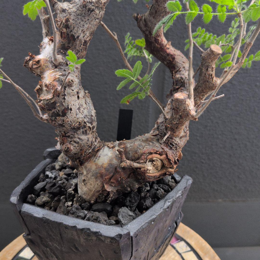 か*き様 コミフォラ　モンストローサ　発根済み　現地球