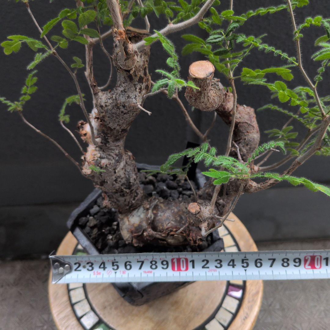 か*き様 コミフォラ　モンストローサ　発根済み　現地球