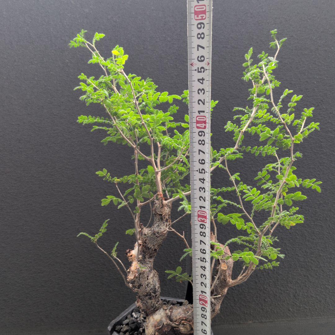 か*き様 コミフォラ　モンストローサ　発根済み　現地球