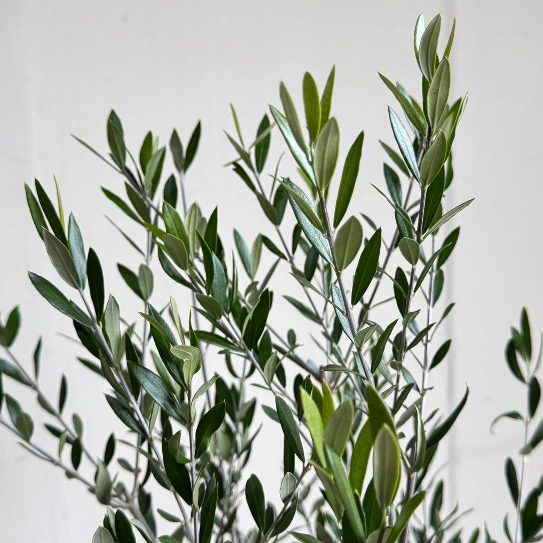 オリーブの木　イタリア製　テラコッタ植木　エルグレコ　H120