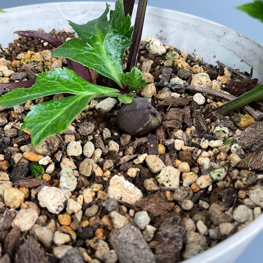 クリスマスローズ ピンクイエローグラデーション