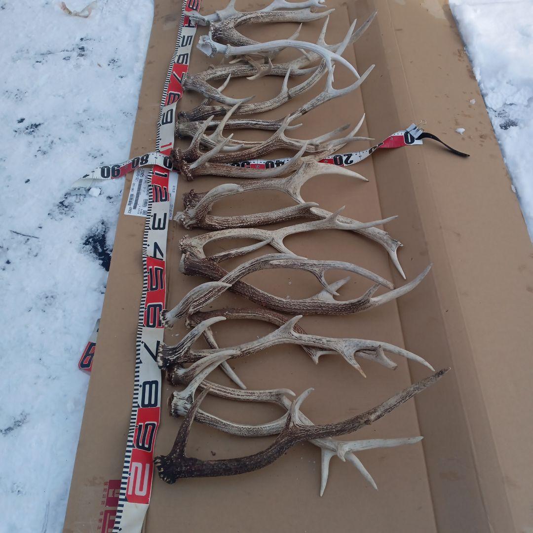 S*i様 蝦夷鹿の角、犬のおもちゃ、工芸品などに １０番