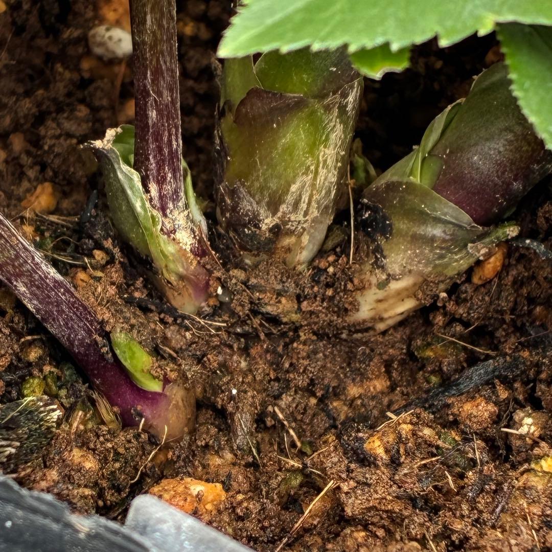 ヒ*イ様 ☘️限定1株☘️未株分け☘️花付き☘️タグ付き☘️3363⭐️ベビード