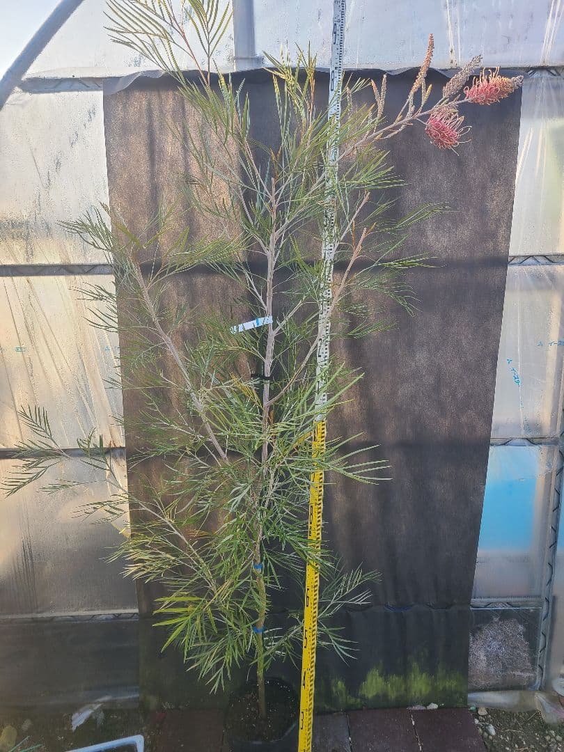 【花芽付き・大株】グレビレア ピンクサプライズ 7号鉢 高さ約200cm 希少