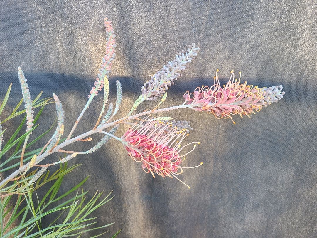 【花芽付き・大株】グレビレア ピンクサプライズ 7号鉢 高さ約200cm 希少