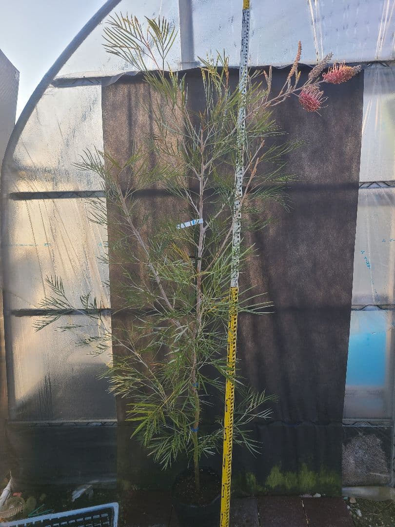 【花芽付き・大株】グレビレア ピンクサプライズ 7号鉢 高さ約200cm 希少