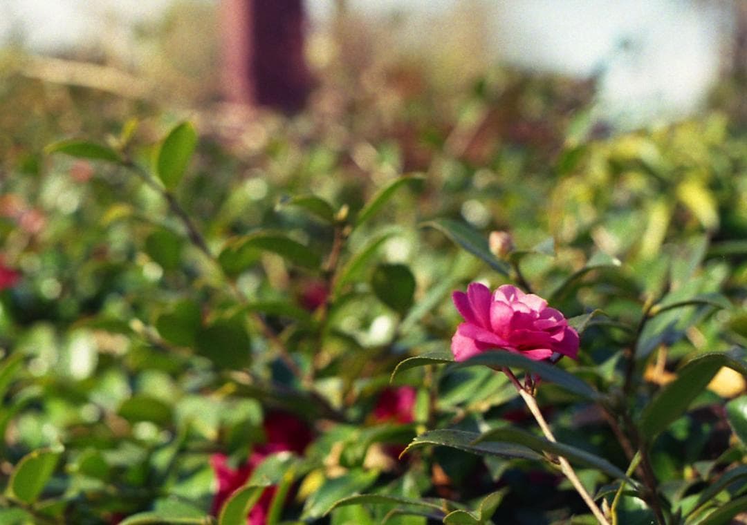 【試写確認済み】キャノン Canon FTb QL　50㎜F1.8