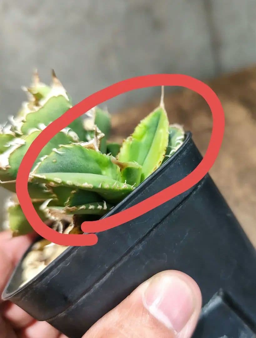 気まぐれ値下げ【アガベ チタノタ 麻花龍 OC株 Lize産】/ 星空金蟾