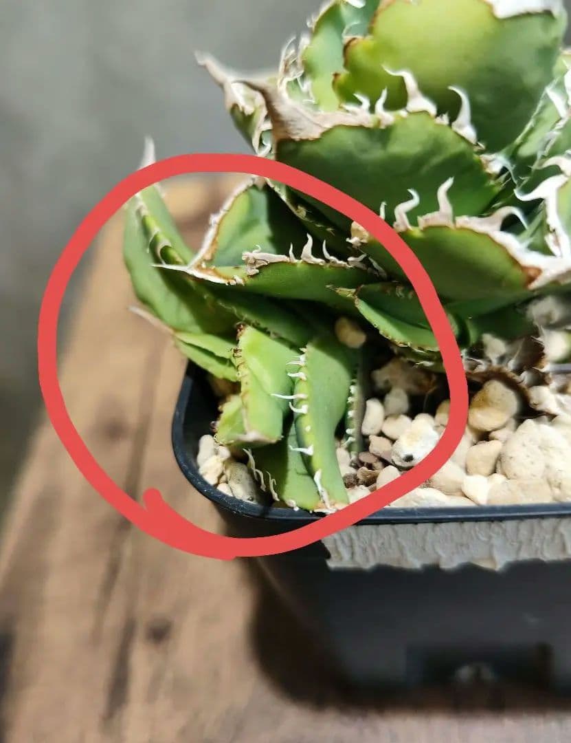 気まぐれ値下げ【アガベ チタノタ 麻花龍 OC株 Lize産】/ 星空金蟾