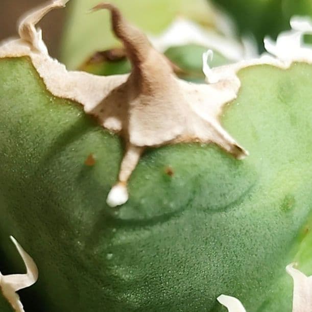 気まぐれ値下げ【アガベ チタノタ 麻花龍 OC株 Lize産】/ 星空金蟾