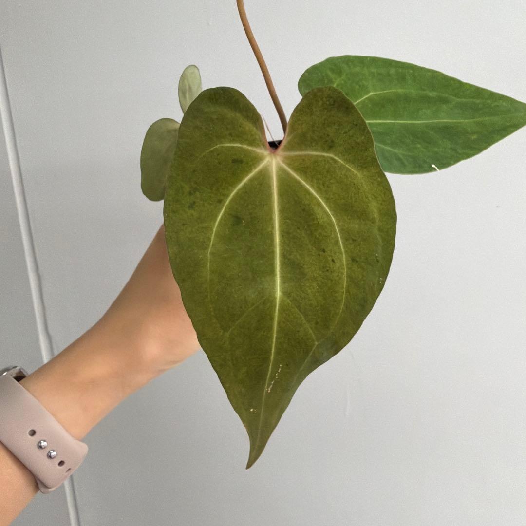 Anthurium ‘Mint King’ アンスリウムミントキング 3