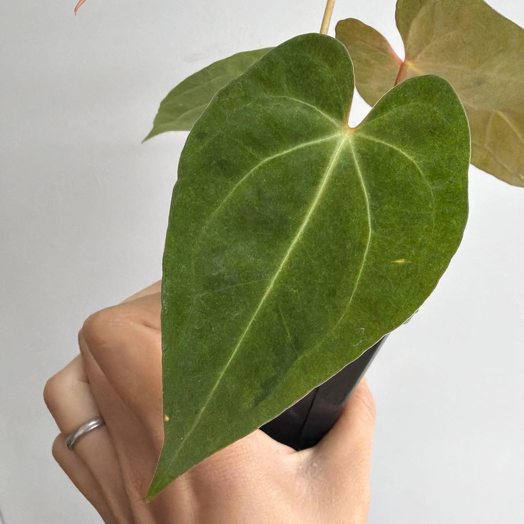 Anthurium ‘Mint King’ アンスリウムミントキング 3