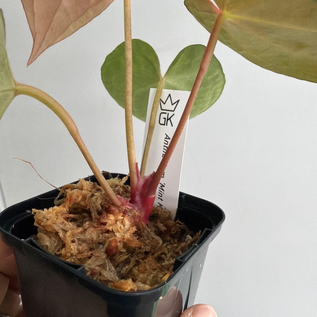 Anthurium ‘Mint King’ アンスリウムミントキング 3