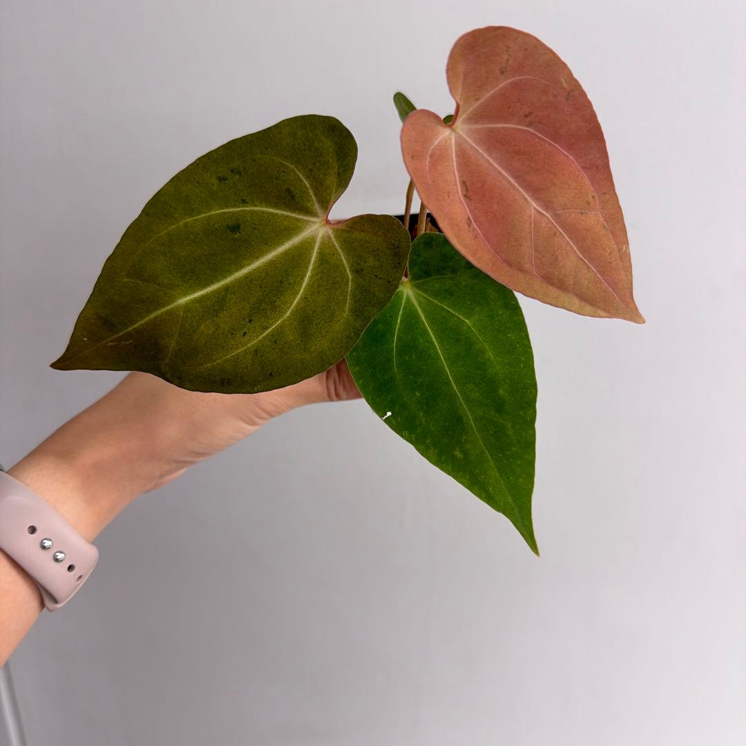 Anthurium ‘Mint King’ アンスリウムミントキング 3