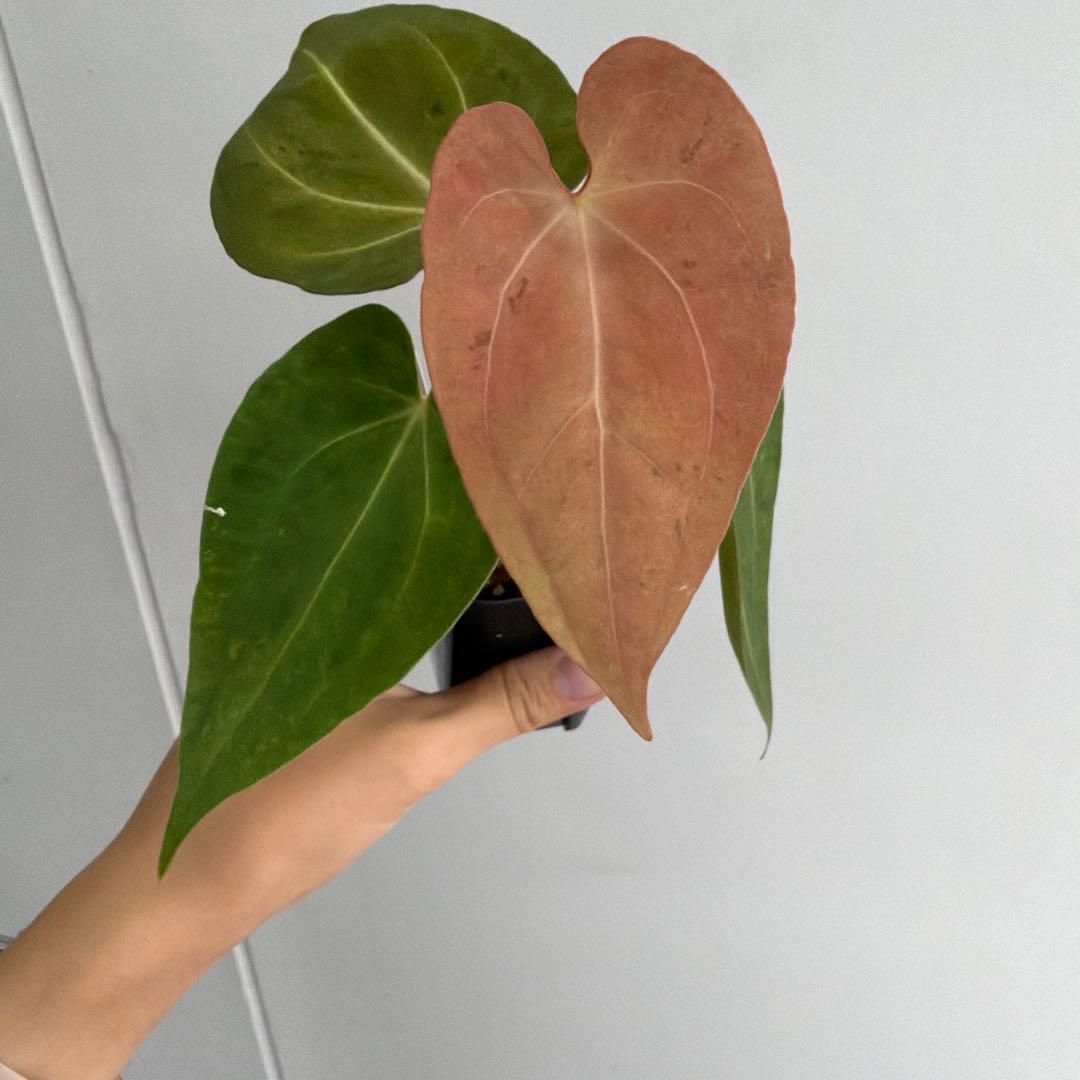 Anthurium ‘Mint King’ アンスリウムミントキング 3